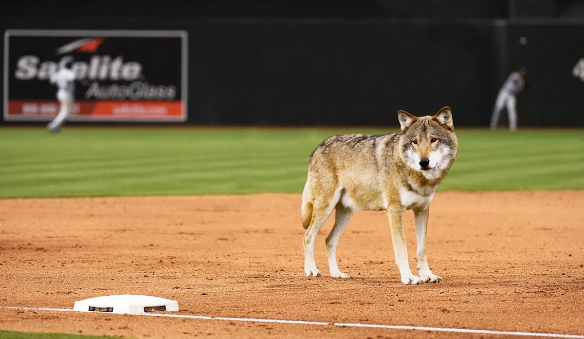 baseball