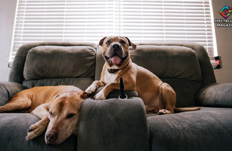 Tips for Getting Rid of Pet Smells in Your House