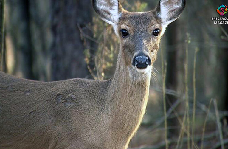 NCDOT Warns: Be Alert for Deer While Driving