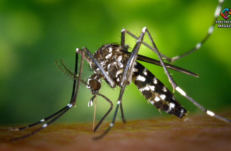 Mosquito-Transmitted Viruses: What You Need To Know