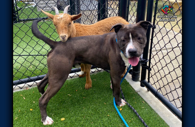 Wake County Animal Center to Help Goat and Dog Duo Find Forever Home