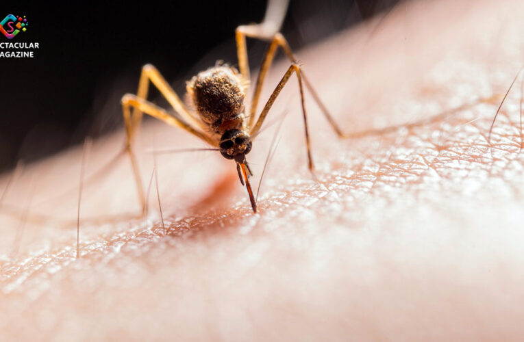 Public Health Officials Remind North Carolinians to Take Precautions Against West Nile Virus 