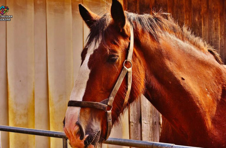 What Has Been Done Recently To Improve The Quality Of Life and Health of Racehorses?