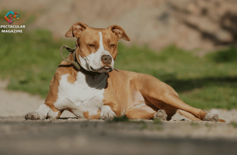 Elderly Woman Falls, Then is Attacked By Her Own Dog