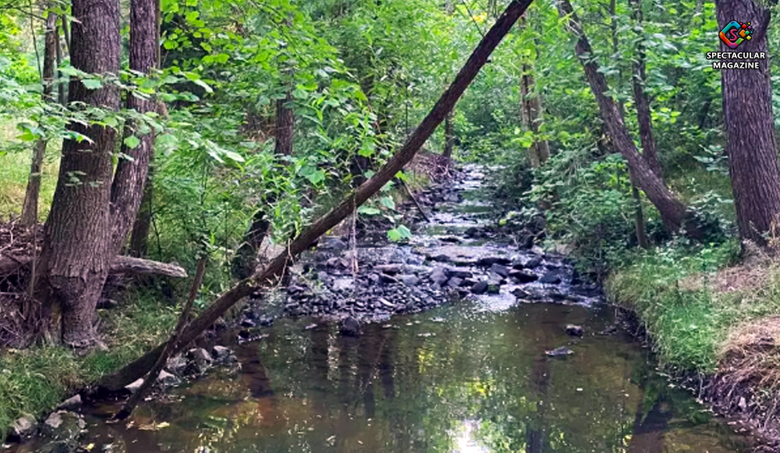Third Fork Creek Durham water quality concerns near NCCU flowing through local community